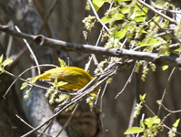 Yellow Warbler 2765